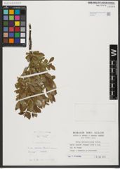 Foto von Salix waldsteiniana Willd.